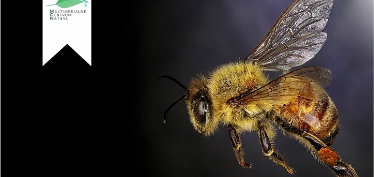 Multimedialne Centrum Natura pomaga pszczołom – dołącz do nas