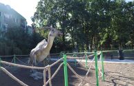 Dinozaury na osiedlu Centrum (16)