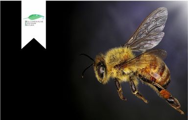 Multimedialne Centrum Natura pomaga pszczołom – dołącz do nas