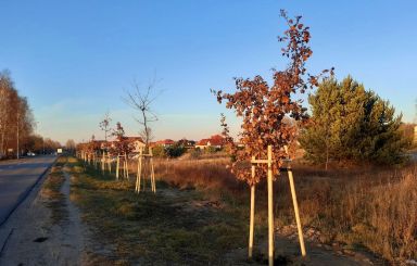 W Ostrołęce przybyło 380 nowych drzew
