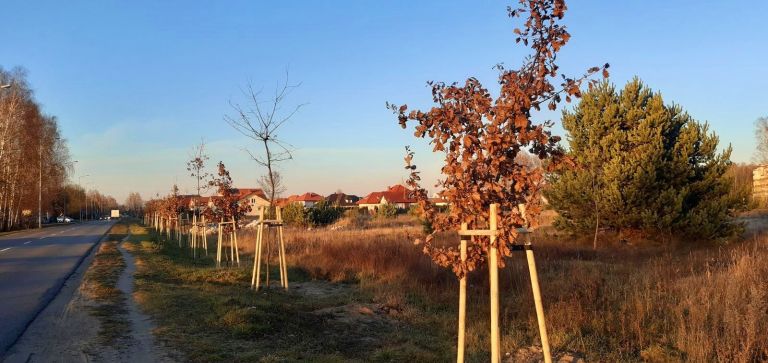 W Ostrołęce przybyło 380 nowych drzew