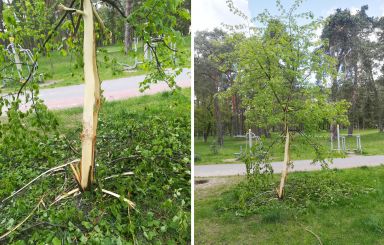 Akt wandalizmu w parku miejskim