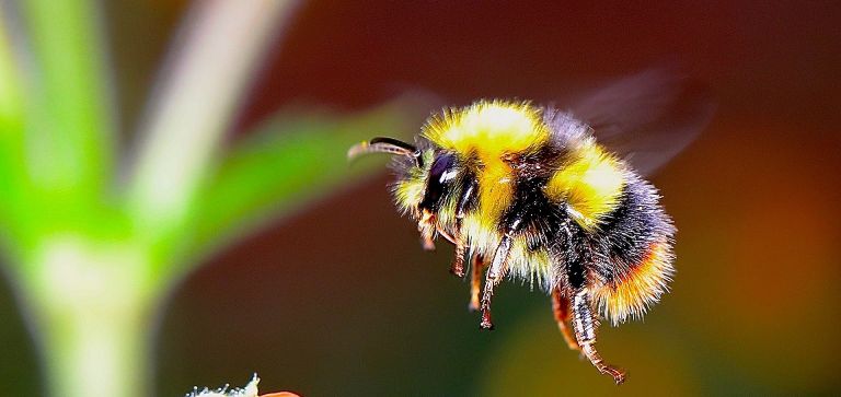 Konkurs „Miejsce przyjazne pszczołom w mieście Ostrołęka w 2021 roku”