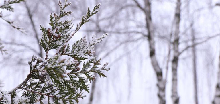 Ostrzeżenie przed silnym mrozem